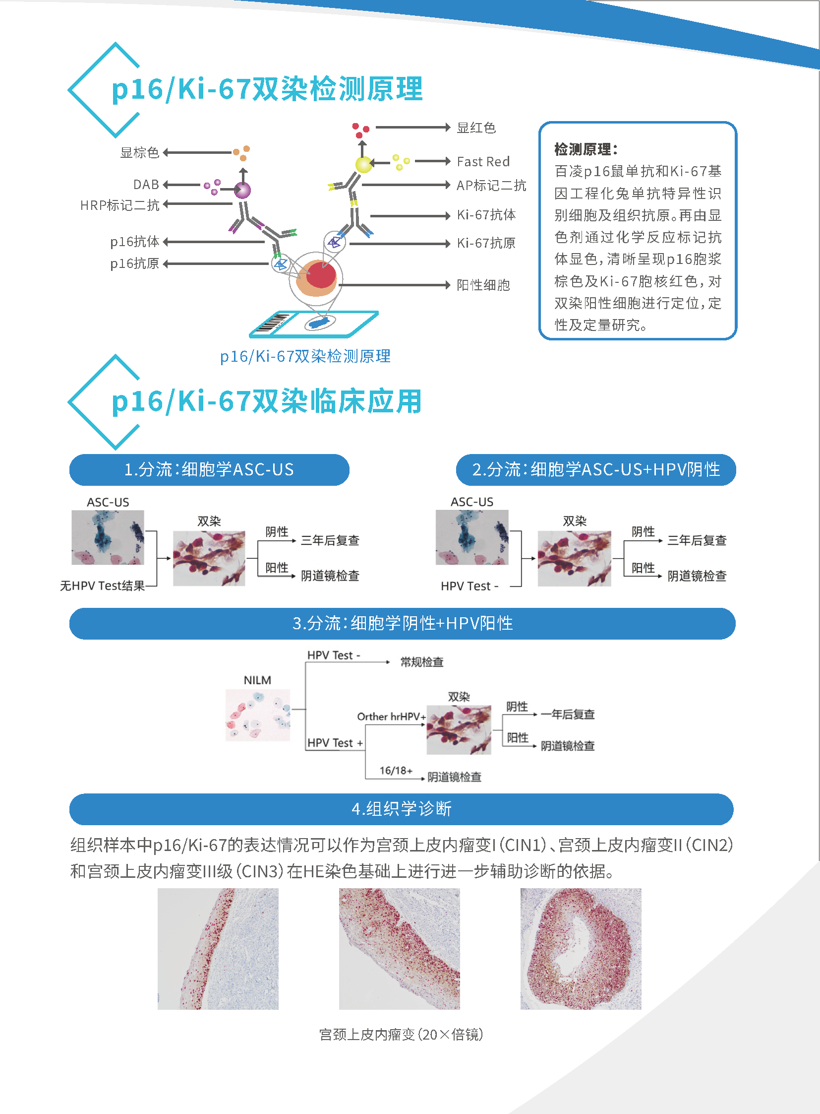 百凌生物p16&Ki-67双染检测试剂盒_页面_4.png