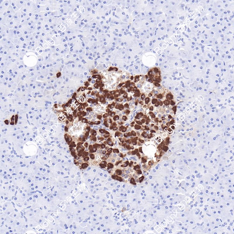 胰腺Glucagon(BP6265)染色